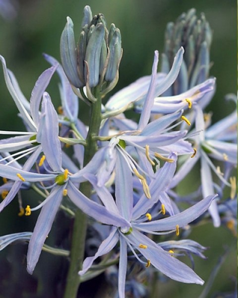 Camassia cusickii